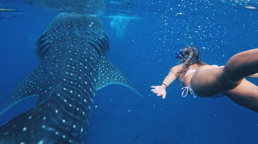 The TRUTH about the Oslob Whale Shark&nbsp;Experience